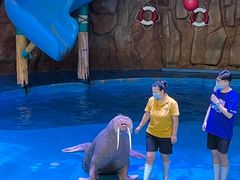 -烟台海昌鲸鲨海洋公园