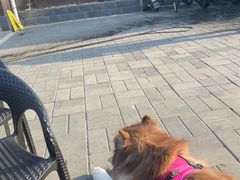 -中国农业大学动物医院