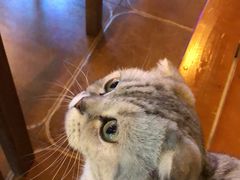 -李小姐の猫咖啡馆(五角场店)