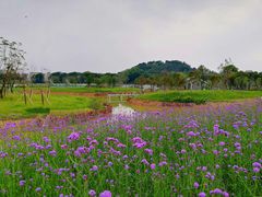 -王借岗森林公园