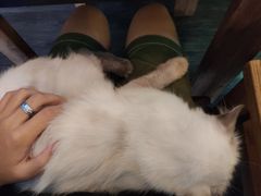 -吉丁鸟咖·异宠·寄养