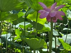 -长春市南湖公园