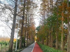 -上海长兴岛郊野公园