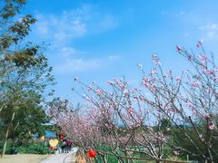 -天适樱花悠乐园