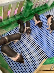 -萌宠亲子动物乐园(槐房万达店)