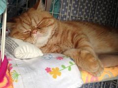 爱侣宠物医院(灵石路总店)-爱侣宠医·鹦鹉专科·小型哺乳类·异宠专科(灵石路店)