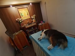 -翡翠森林宠物火化殡葬(通州店)