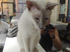 -猫小院猫主题餐厅(南锣旗舰店)