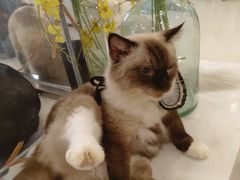 -共舞时光猫咖·狗咖(新街口店)