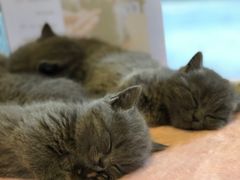 -小尾巴宠物店(万科·金域华庭店)