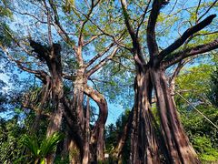 -瑞丽独树成林风景区