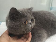 -佳怡动物医院·平价24小时·猫专科骨外科