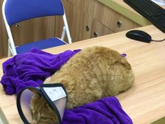 -瑞鹏宠物医院·宠保定点·心脏科·内科(御桥分院)