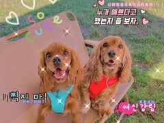 -利又安动物医院··老年病·猫科犬科·中兽医