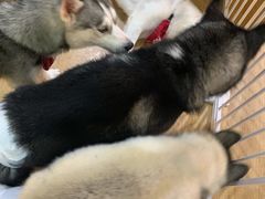 -Husky Go! 哈士奇体验馆·宠物咖啡厅狗咖