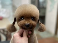 -鑫艺宠物美容培训学校