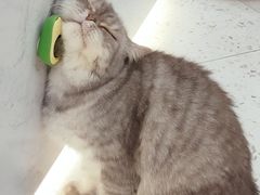 -喵园·猫主题咖啡厅·撸猫·猫咖(国贸店)