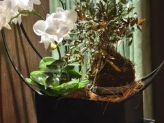 -王府茶宴(大观园总店)