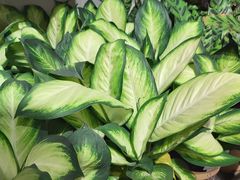 -鹿岛会员店 (龙湖三千集天街店)