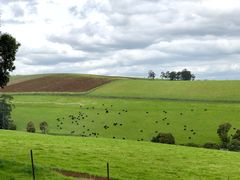-墨尔本皇家植物园