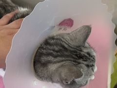-北京观赏动物医院·24小时大型综合·猫专科·异宠专科