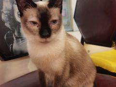 -猫小院猫主题咖啡厅(北锣店)