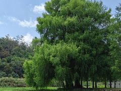 -南宁良凤江国家森林公园