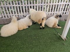 -广州长隆国际大马戏