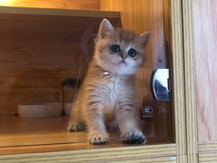 -小猫来了·猫舍(红山六九七九店)