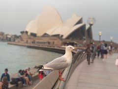 -悉尼歌剧院