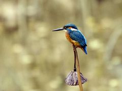 -四川大学(华西校区)