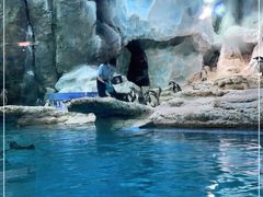 -帝企鹅自助餐厅•儿童岛•真企鹅(长隆企鹅酒店)