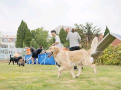 -趣玩宠物乐园寄养训犬训狗游泳池