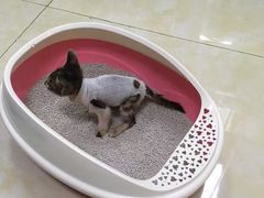 -仁华宠物医院(青羊店)