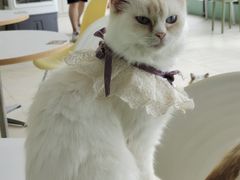 -怪兽屋·羊驼·猫咖·狗咖(俊华广场店)