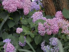 -西湖风景区-江洋畈生态公园