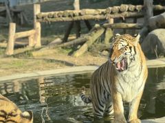 -泉州海丝野生动物世界