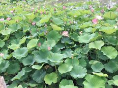 -大宁灵石公园西门票处