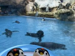 -帝企鹅自助餐厅•儿童岛•真企鹅(长隆企鹅酒店)