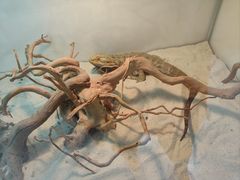 -喵园·猫主题咖啡厅·撸猫·猫咖(国贸店)