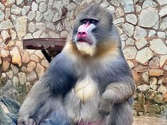 -云南野生动物园