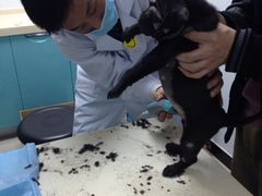 北京康乐宝动物医院-康乐宝动物医院