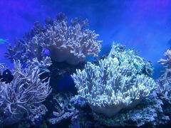 -御唐府海珊瑚主题餐厅