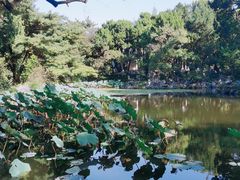 -叶家花园