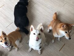 -柴犬高等学院·狗咖·柴犬售卖·宠物训练
