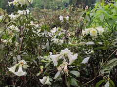 -贵州省植物园