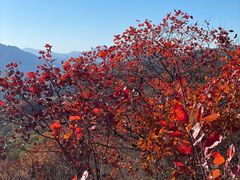 -北京西山国家森林公园