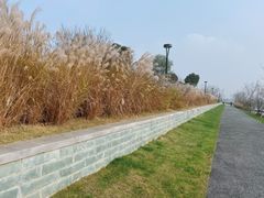 -羊山湖公园