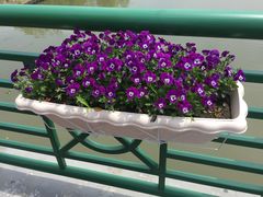 -荷兰花海