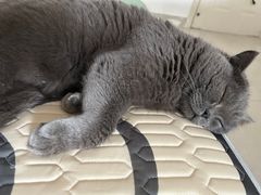 -关爱宠物医院·猫科中心·消化科(滨湖万达分院)